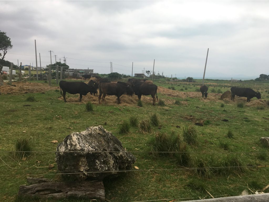 小浜島では石垣牛がたくさん放牧されている