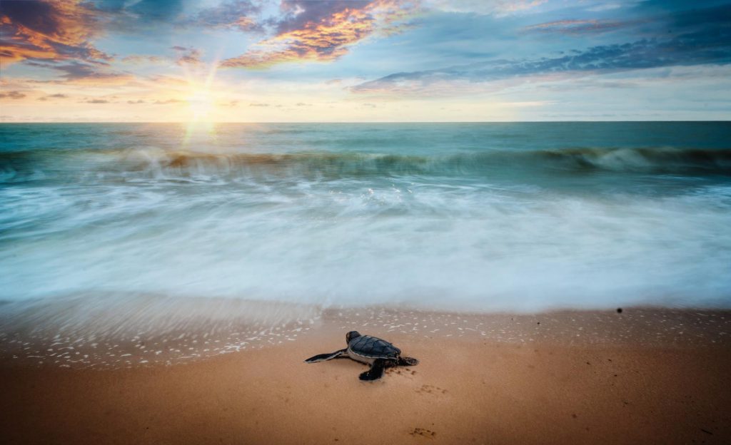 Sea-turtle-heading-to-the-sea