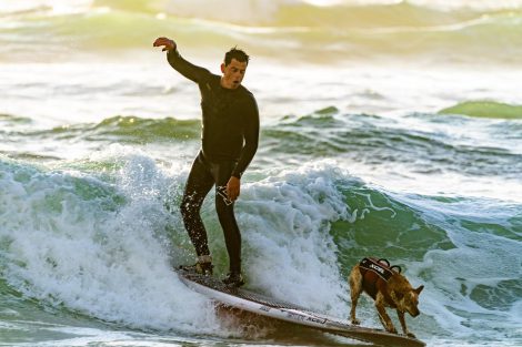 Surfing-with-the-dog